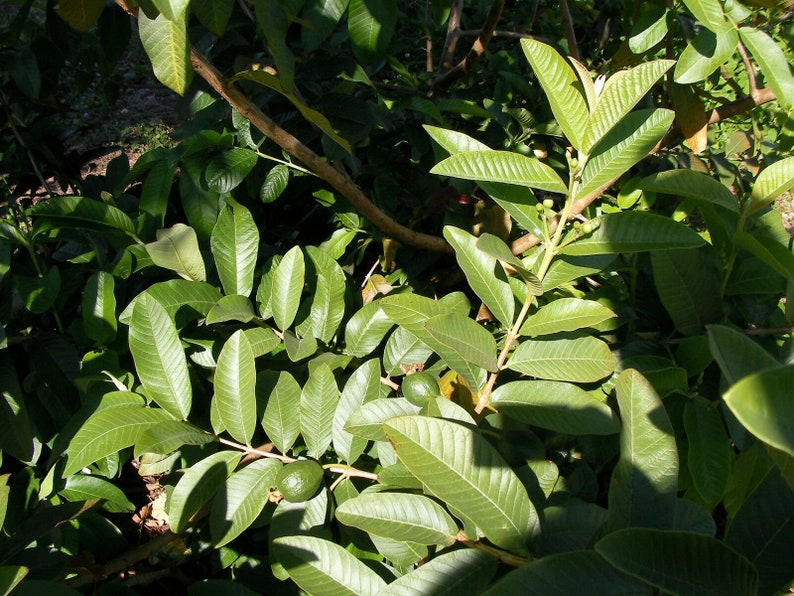 HOJAS DE GUAYABA - GUAVA LEAVES FROM MEXICO